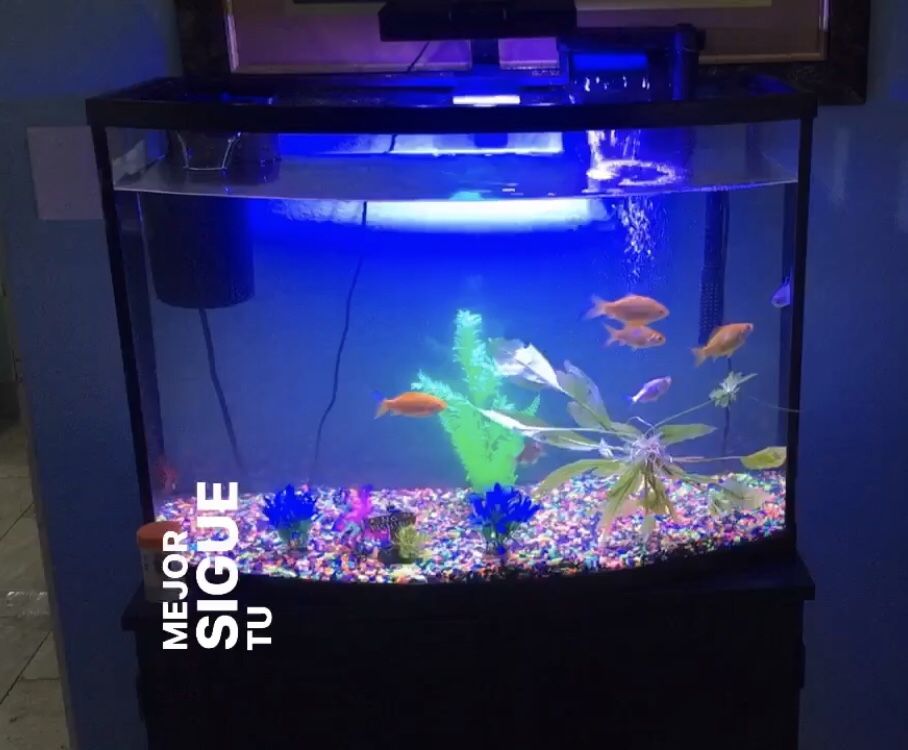 36 gallon Tank