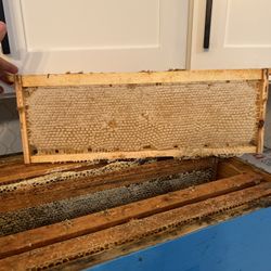 Fresh Honeycomb / Miel En Penca 