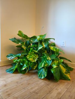 HANGING GIANT/BIG LEAF Hawaiian Golden Pothos Live Indoor Plant Pot Well Rooted and Mature Thick Long Vines