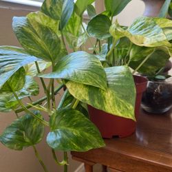 Pothos, Neon Marble Queen 