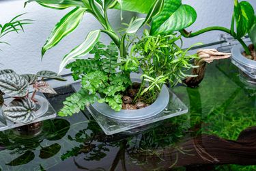 Fish tank Plant Holder