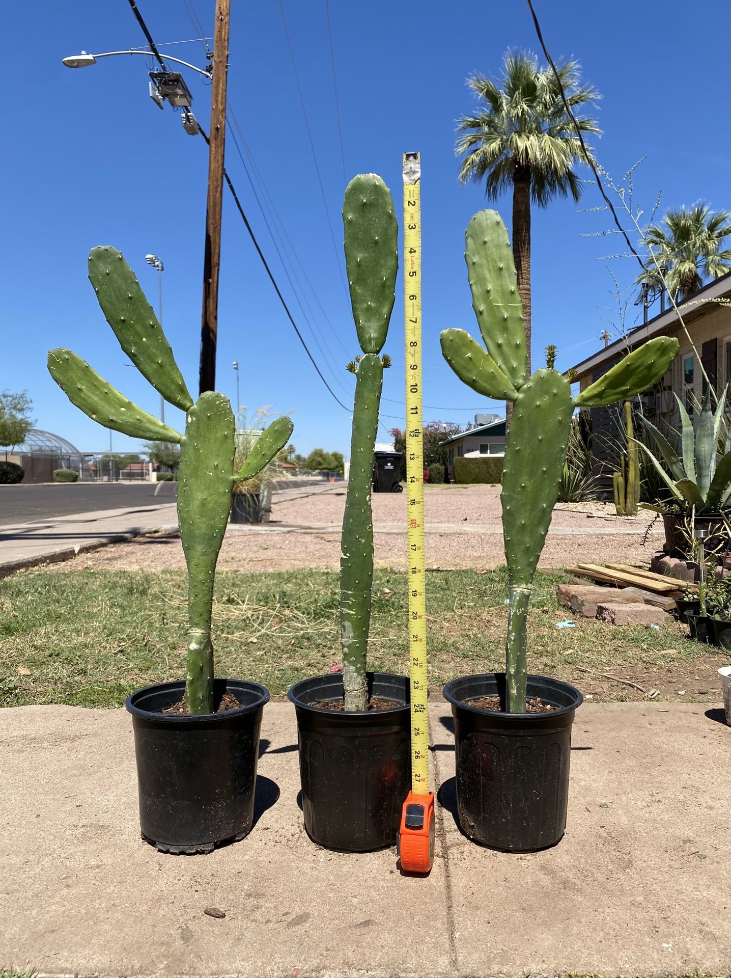 Prickly Pear Cactus Plant In Nursery Pot