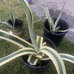 Beautiful Succulents 