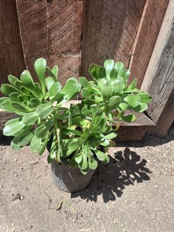 1 gallon Aeonium plant succulent cactus