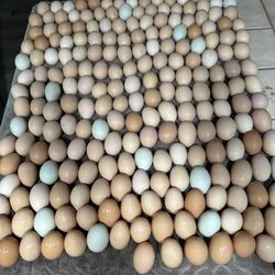 Farm Fresh Eggs