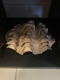 Real Ocean She’ll Used As Decor 