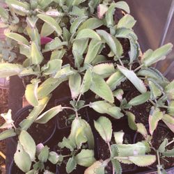 Mother Of Thousands Plant