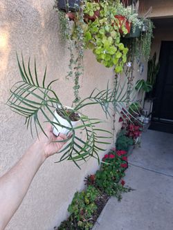 Philodendron TORTUM Plant $28