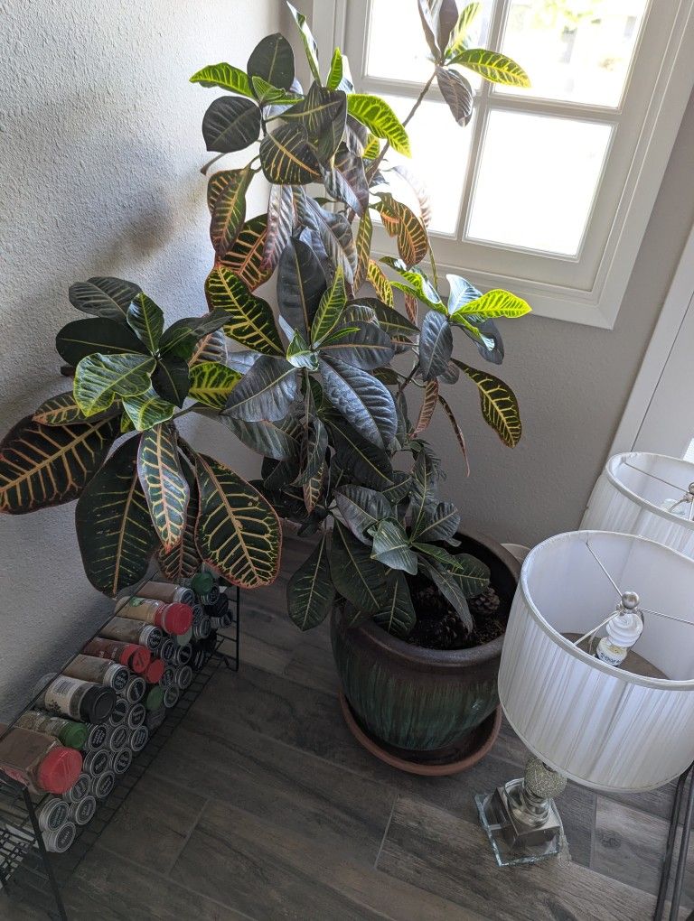 Large Potted Plants Assorted