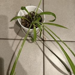  Spider Plant Starter 🪴 $5 with pot (10 Of Them $5 Each)