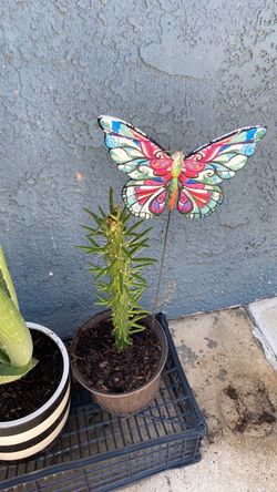 Cactus Plant in Pot with Butterfly Stake