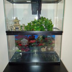 2- 10 Gallon Tanks