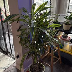 Dracaena massageana “corn plant” well drainage indirect sunlight water once completely dry 