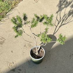 Rosemary Plant Tree Medium 