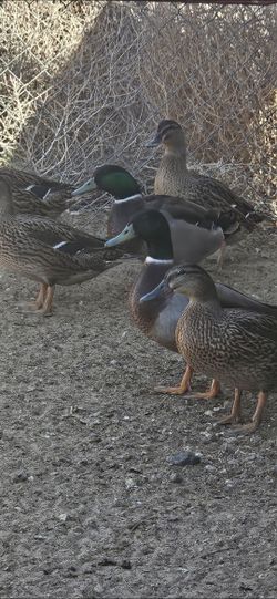 Duck Eggs