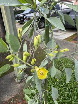 Beautiful Flower  In 15 Gallon 
