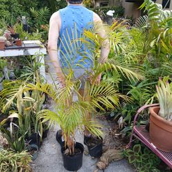 Areça Palm Landscape Plant Potted Plant