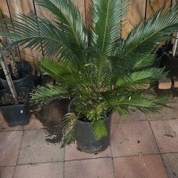 Sago Palm 