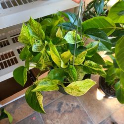 Marble Pothos Trailing Plant 
