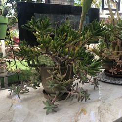 Succulent Arrangement