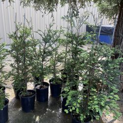 Coastal redwoods Aptos blue