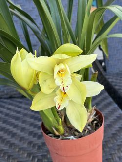 Cymbidium Orchid Blooming