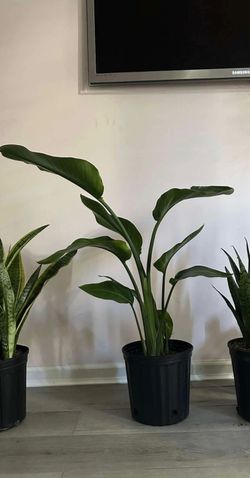 Bird of paradise live plant