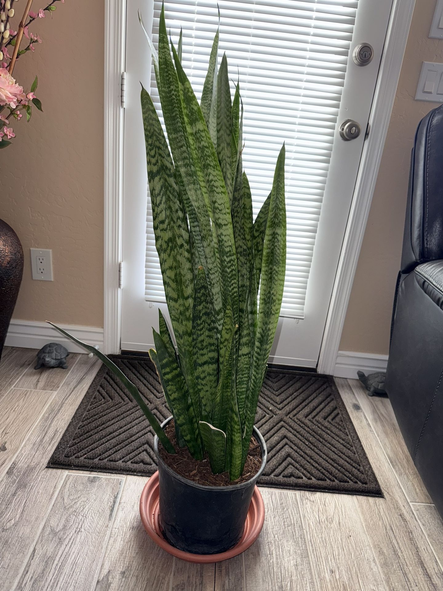 3 Gallons Plant , Mother In Law , Snake Plant