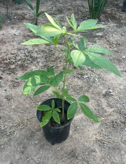 Plants - Young Healthy Shady Beautiful Flowering Tree, Started From Seedling of a Buckeye Tree, also known as “California Buckeye”. $10 or 2 for$15.
