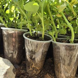 Fava Bean, $2 each, in 9 ounce cup. Or $35 for 20 beans.