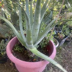 Plant One $5