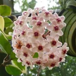  Tropical Plant. Hoya Carnosa In 5 Inch Pot. Flowers Are Fragrant! Thumbnail