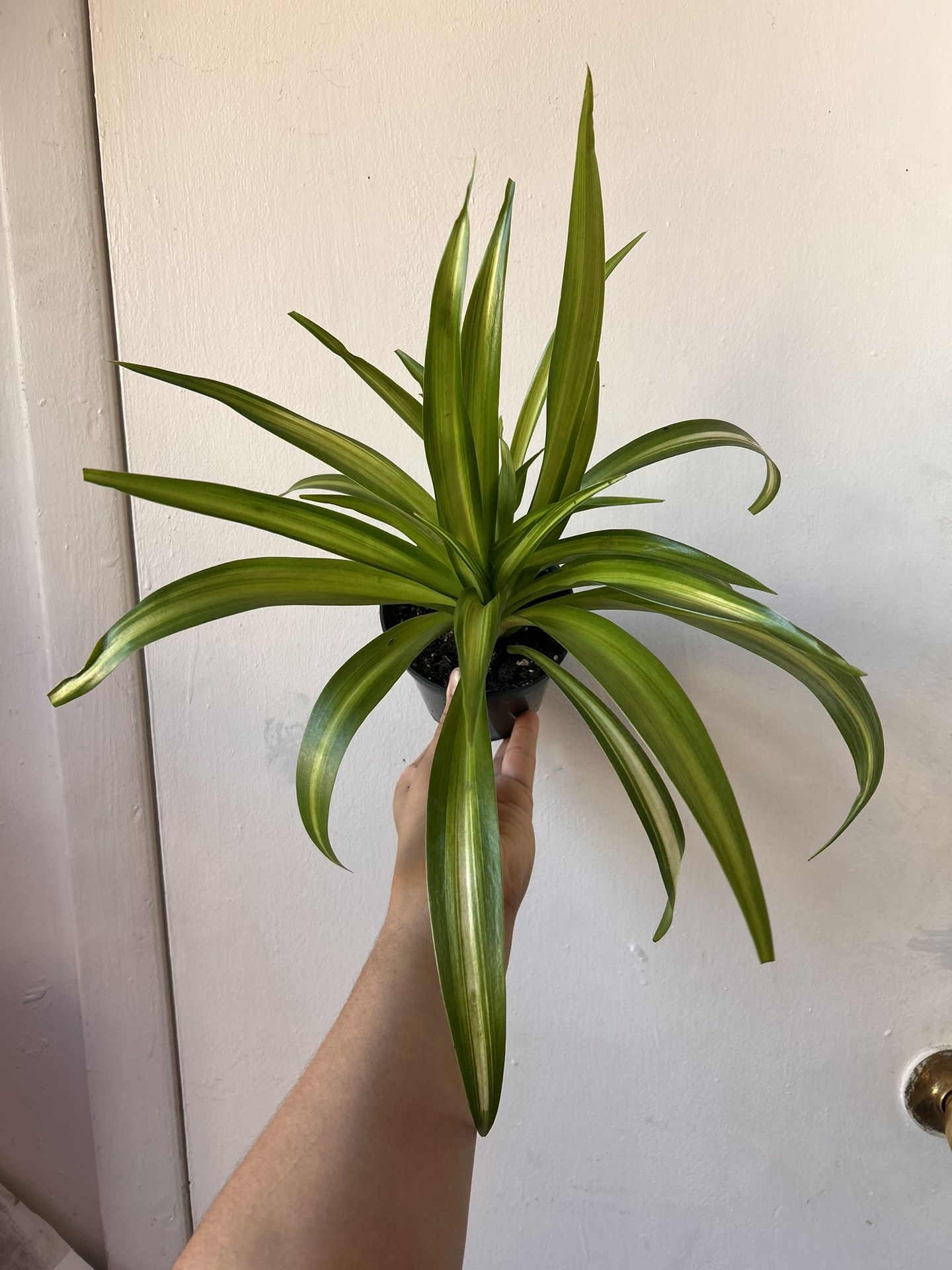 Spider Plant Read Description⤵️ I’m Not Replying Back To Hi Is This Still Available 🙄