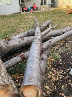 Large Cedar Tree