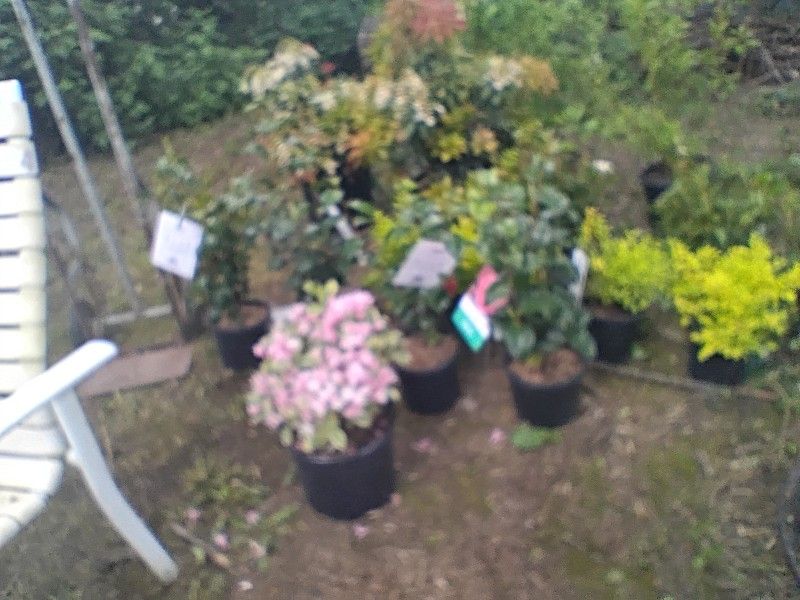 Plants For Sale And For Great Prices Don't Buy Your Plants At The Store And Pay A Fortune