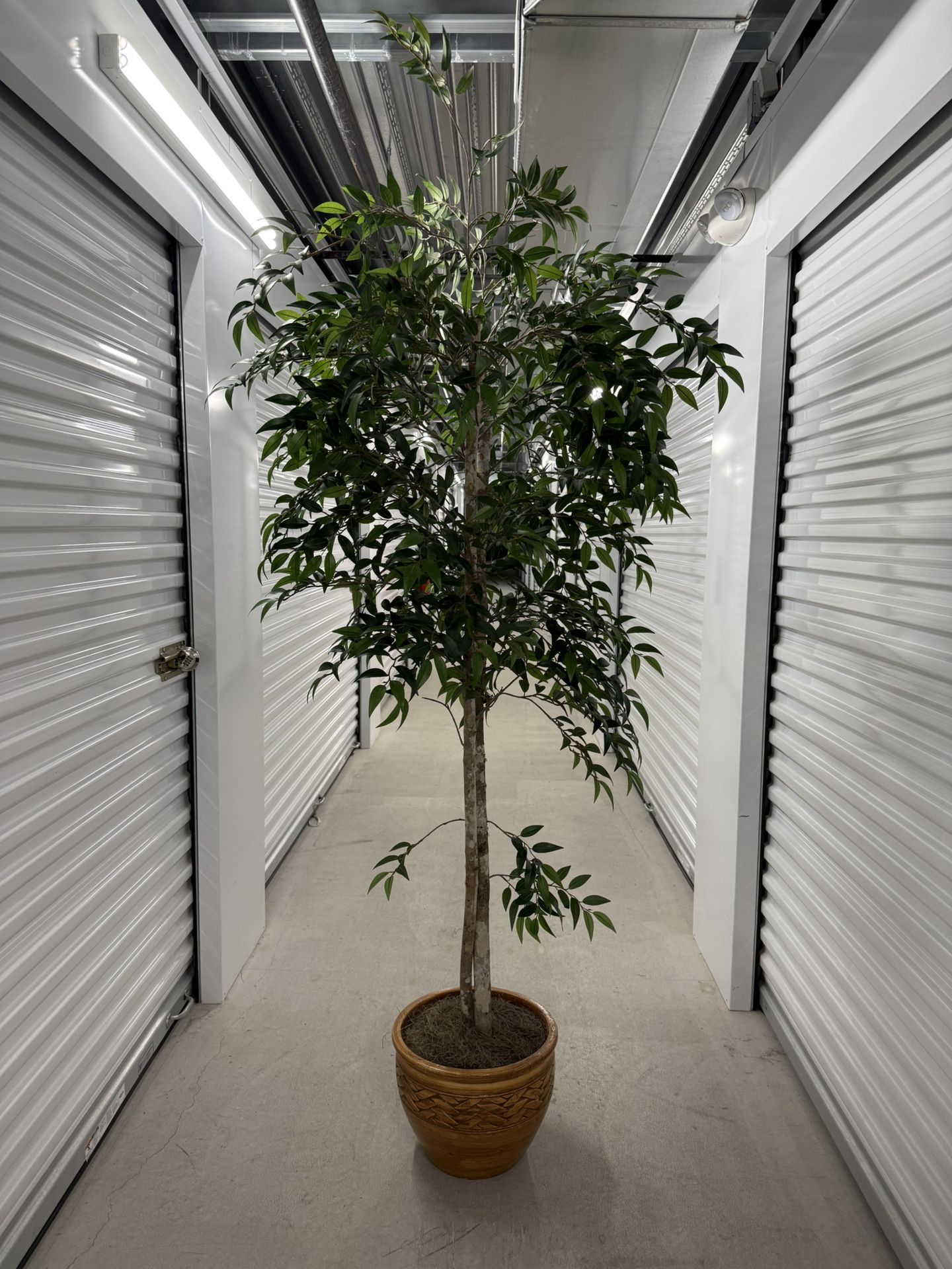 Extra Tall Artificial Ficus Tree /Ceramic Pot (7 Ft 8)
