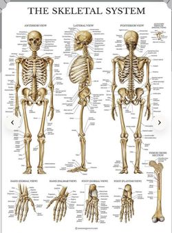20 Pack - Anatomical Posters  🩺⚕️
