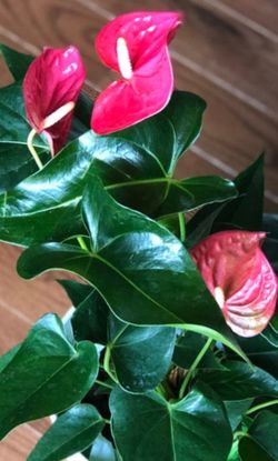 Pink anthurium house plants$13 each pot