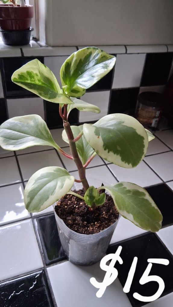 Plants