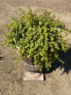 Whoa Heavy Elephant Food Plants Garden