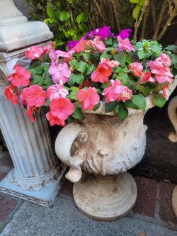 Large multi color impatien flower plant in a white plastic pot. ( Large white urn planter not included)