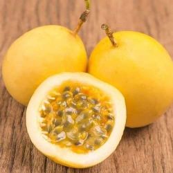 yellow sunrise passion fruit  plants in 3gal plantas de maracuya Amarillo  en 3gal