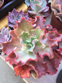 Succulents 1 gallon