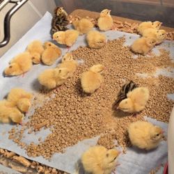 Organic Coternix Quail Eggs 🐣🐥