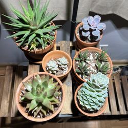Plants - Succulents