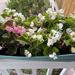 Fibrous Begonia Plant (tricolor)