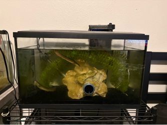10 gal tank with friends