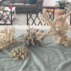 Real Coral