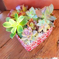 Valentines Day Succulent Planter
