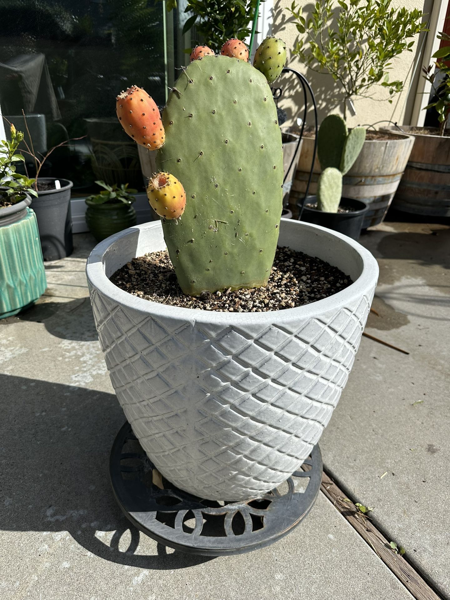 Nopal Cactus Fruiting  In Large Ceramic Pot - Prickly Pear (tunas)